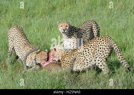 Cheetah (Acinonix jubatus) mère avec deux jeunes hommes tués juste avec Impala (Aepyceros melampus), Masai Mara, Kenya. Banque D'Images