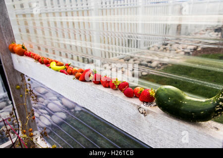 Fraîchement cueilli des tomates, fraises, concombres, poivrons et potager Banque D'Images