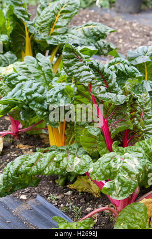 L'attribution traditionnelle de plus en plus terrain Légumes blettes arc-en-ciel Banque D'Images