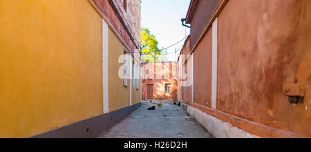 Ruelle avec des chats et des chiens Banque D'Images