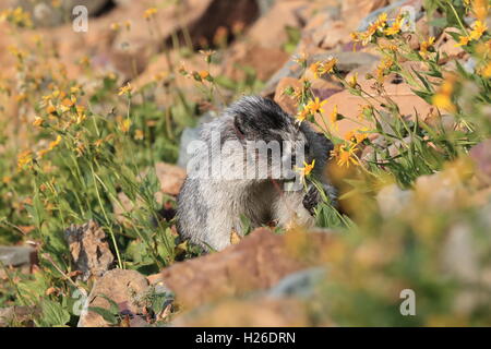 La Marmotte Marmota caligata Logan Pass Le Glacier National Park du Montana USA Banque D'Images