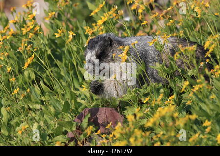 La Marmotte Marmota caligata Logan Pass Le Glacier National Park du Montana USA Banque D'Images