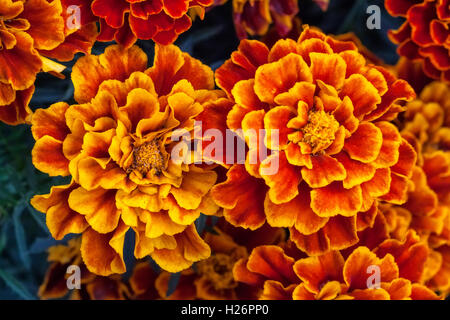 Big Yellow marigold fleurs dans jardin, vue d'en haut Banque D'Images