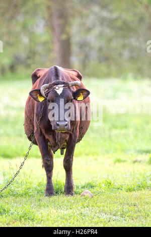 Vache dans la clairière Banque D'Images