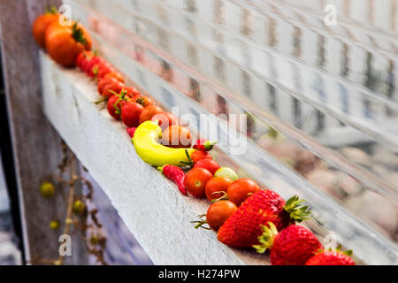 Les tomates, les fraises fraîchement cueillies, et les poivrons ; potager Banque D'Images