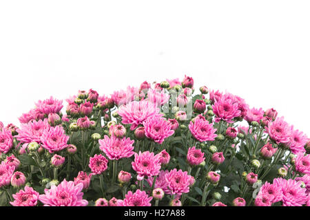 Chrysanthème rose sur fond blanc. Banque D'Images
