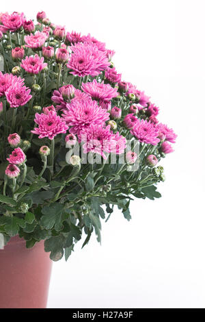 En Pot Chrysanthème rose sur fond blanc. Banque D'Images