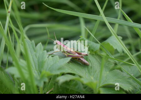 Prairie femelle sauterelle (Chorthippus parallelus) - Somerset, Angleterre Banque D'Images