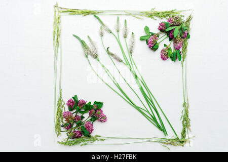 Châssis avec clover et champ herbe sur fond blanc. Mise à plat. Banque D'Images