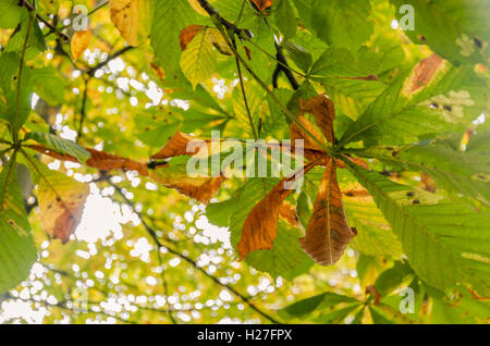 Les feuilles des arbres marronnier commence à devenir jaune et marron au début de l'automne. Banque D'Images
