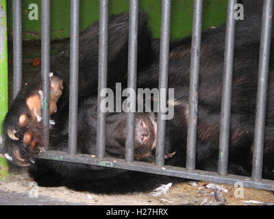 Les animaux en captivité, zoo. Maracay, au Venezuela, en Amérique latine, en Amérique du Sud. Banque D'Images