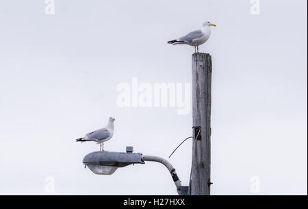 Une paire de l'ouest de goélands argentés (Larus occidentalis) au sommet d'un réverbère à Grand Bank (Terre-Neuve), le Canada atlantique. Banque D'Images