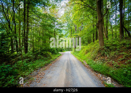 Chemin de terre à travers bois, dans la vallée de Shenandoah, en Virginie, en milieu rural. Banque D'Images