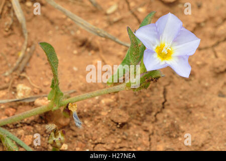 Cinq lobes - liseron des champs Convolvulus pentapetaloides fleur sauvage de Chypre Banque D'Images