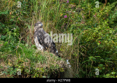 L'Alaska, les îles Aléoutiennes, l'île Unalaska. Pygargue à tête blanche immature (Haliaeetus leucocephalus) le long de la rivière. Illiuliuk rempli de saumon Banque D'Images