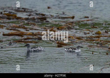 Archipel des Aléoutiennes, Alaska, magnitude 5,2 dans. L'Île Seguam à distance (52-22-89 N 172-23-83 W) Le guillemot immature. Banque D'Images