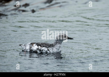 Archipel des Aléoutiennes, Alaska, magnitude 5,2 dans. L'Île Seguam à distance (52-22-89 N 172-23-83 W) guillemot colombin immatures. Banque D'Images