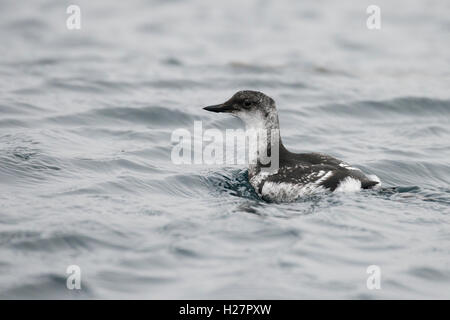 Archipel des Aléoutiennes, Alaska, magnitude 5,2 dans. L'Île Seguam à distance (52-22-89 N 172-23-83 W) guillemot colombin immatures. Banque D'Images