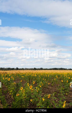 Champ de tournesol sous ciel bleu, milieu de journée Banque D'Images