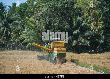 Champ de riz sur la route de Tess, Sri Lanka Banque D'Images