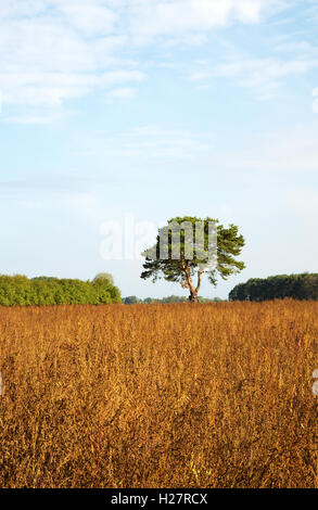 Pin nain solitaire, dans le pré à l'automne, sous ciel bleu avec des nuages blancs.La Pologne en septembre. Hertical vue. Banque D'Images