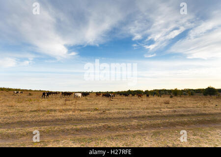 Les vaches dans le pré sur le coucher du soleil d'automne Banque D'Images