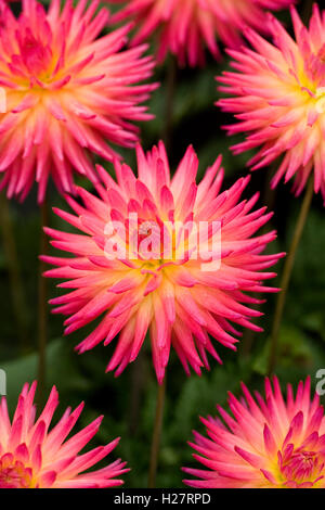 Dahlia 'Weston Stardust'. Type Cactus Dahlia. Banque D'Images