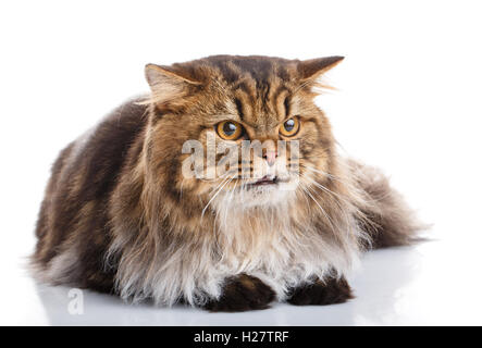 Chat de race sur fond blanc Banque D'Images