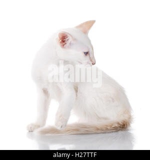 Chaton Siamois blue eye, isolated on white Banque D'Images