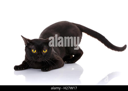 Bombay Cat noir sur fond blanc, assis dans les pattes avant. Préparation de l'attaque. style prédateur Banque D'Images