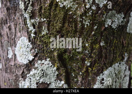 Texture rugueuse écorce avec moss sur de vieux arbres, Finca Filadelfia, Antigua, Guatemala Banque D'Images