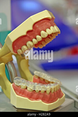 Mâchoire humaine artificielle avec les dents. Banque D'Images
