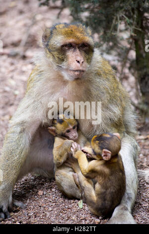 Macaque de barbarie à la montagne des Singe conservation park, Alsace, France Banque D'Images