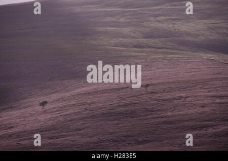 Les collines couvertes de bruyère dans le parc national de Cairngorm Ecosse, deux pins ajouter un sens de l'échelle à la vista. Banque D'Images