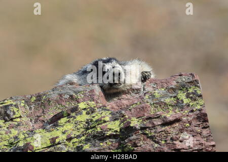 La Marmotte Marmota caligata Logan Pass Le Glacier National Park du Montana USA Banque D'Images