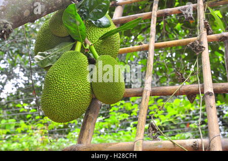 Beaucoup de jaque sur l'arbre dans un jardin ferme Banque D'Images