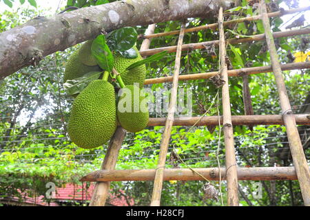 Beaucoup de jaque sur l'arbre dans un jardin ferme Banque D'Images