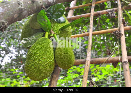 Beaucoup de jaque sur l'arbre dans un jardin ferme Banque D'Images