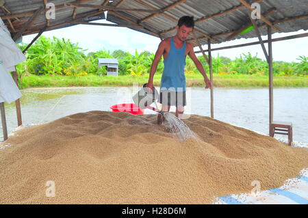 An Giang, Vietnam - 25 août 2011 : Un agriculteur se prépare à se nourrir de poisson-chat pangasius dans son étang de ferme Banque D'Images