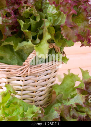 Lollo rosso salade dans le petit panier Banque D'Images