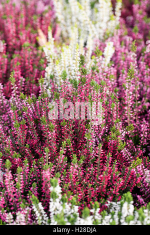 Erica. Fleurs de bruyère en automne. Banque D'Images