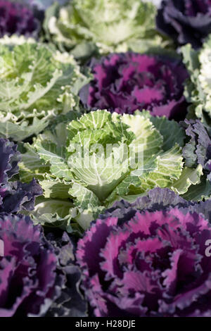 Brassica oleracea. Les choux d'ornement. Banque D'Images