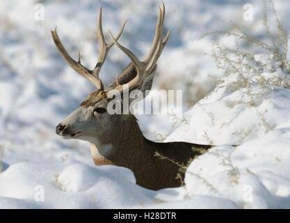 Une mule deer buck figure parmi les amoncellements de neige à Rocky Mountain Arsenal National Wildlife Refuge le 16 novembre 2009 près de Commerce City, au Colorado. Banque D'Images