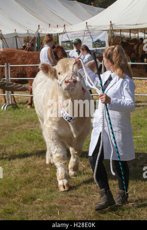 Bovins CHAROLAIS (Bos taurus). Ring d'exposition. Aylsham Show Agricole Annuelle. Le Norfolk. Race bovine Continental. Maison de vacances Banque Août Banque D'Images