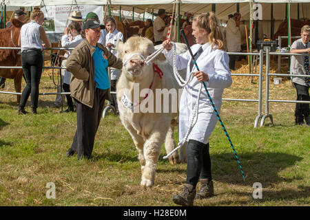 Bovins CHAROLAIS (Bos taurus). Ring d'exposition. Aylsham Show Agricole Annuelle. Le Norfolk. Race bovine Continental. Banque D'Images