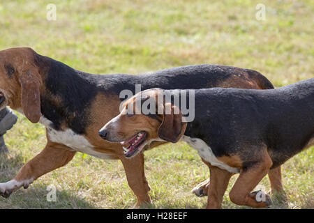 Basset Hounds (Canis lupus familiaris). La chasse, la souche de travail. Banque D'Images