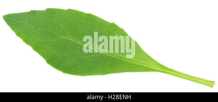 Gynura procumbens connu comme la longévité des épinards utilisé comme médecine de fines herbes pour de nombreuses maladies Banque D'Images