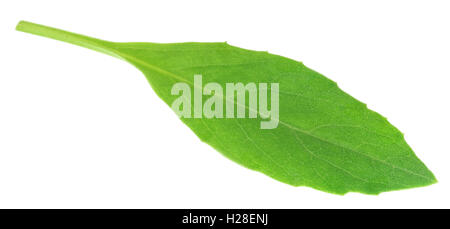 Gynura procumbens connu comme la longévité des épinards utilisé comme médecine de fines herbes pour de nombreuses maladies Banque D'Images