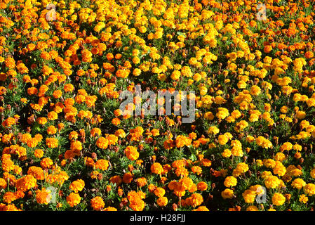 Grand Parterre avec œillets d'orange et jaune Banque D'Images