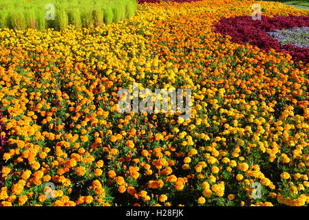 Grand Parterre avec œillets d'orange et jaune Banque D'Images